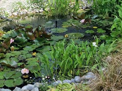 Martinstown Village Hall Open Gardens 2025