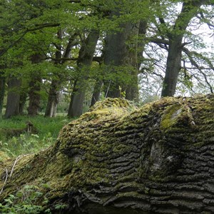 05. Forest walk