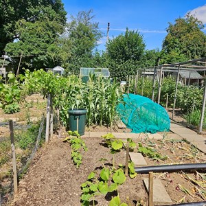 3rd place Oakley's Best Allotment