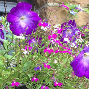Beautiful hanging flower basket at St Paul the Baptist Church, Gunthorpe