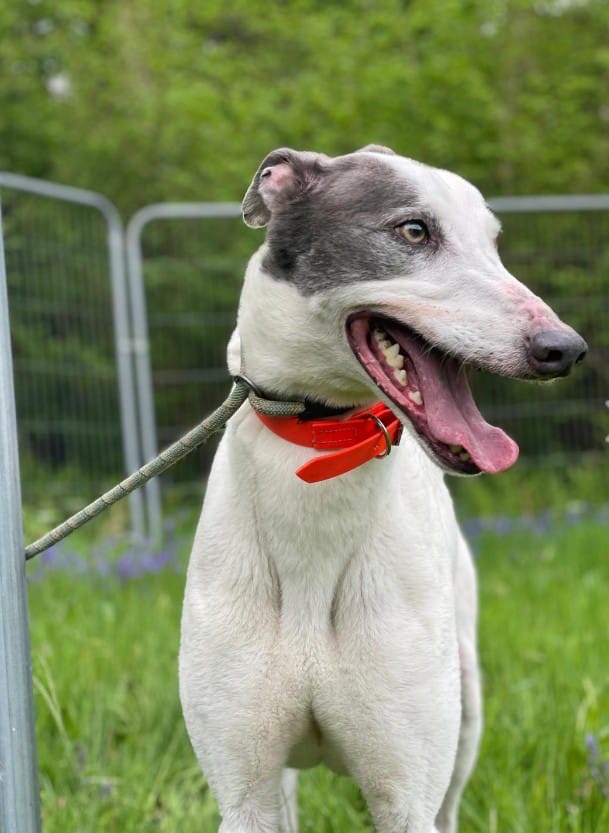 Greyhound Trust Shropshire & Borders Sky