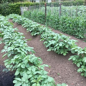 Diamond Jubilee cup 2025