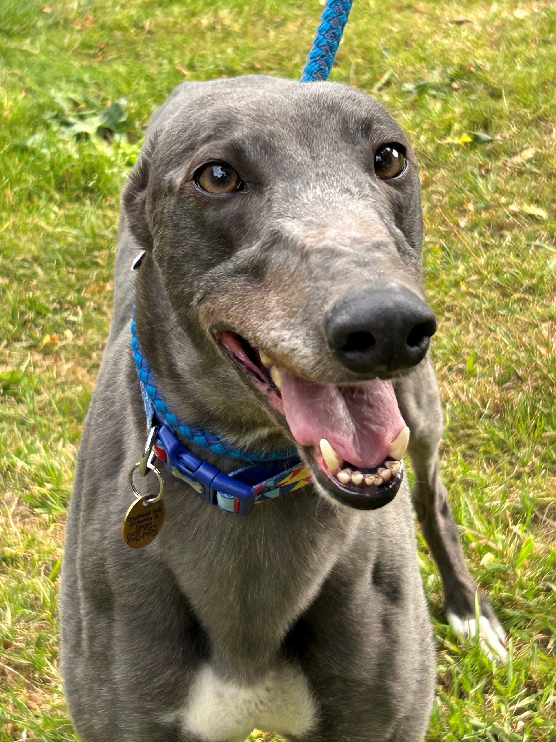 Greyhound Trust Shropshire & Borders Cucumber - RESERVED