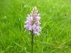 Common Spotted Orchid