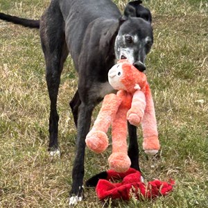 Greyhound Trust Shropshire & Borders Buddy  - in foster