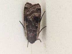 Large Yellow Underwing