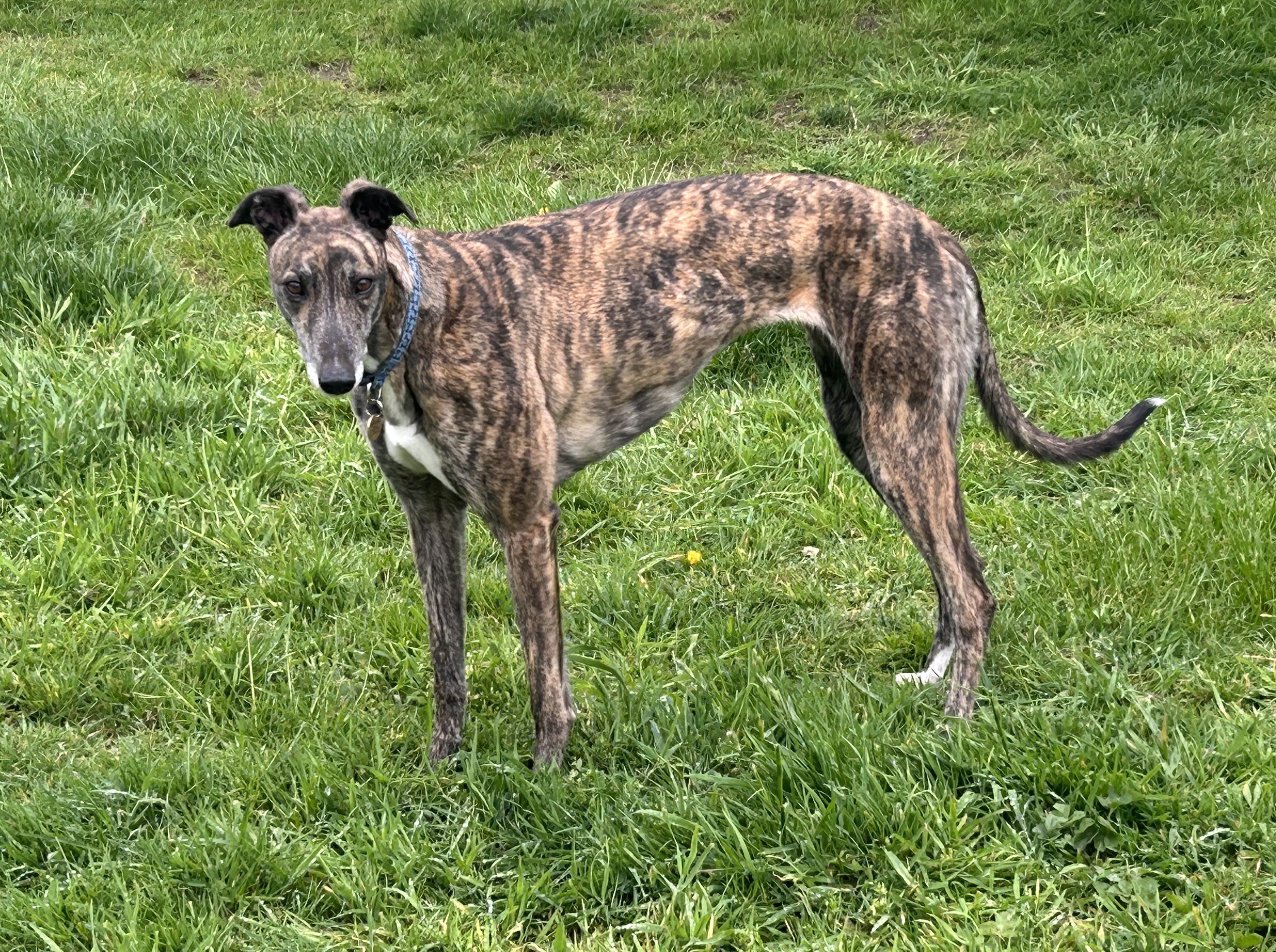 Greyhound Trust Shropshire & Borders Lucy