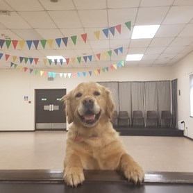 Tamworth Dog Training Club