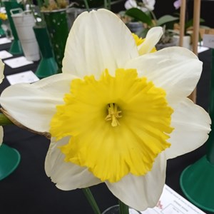 Mannings Heath & District Horticultural Society Photo Gallery