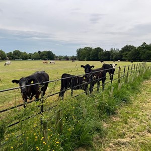 Meadow View Cemetery - new hedge attracts the grazing cattle