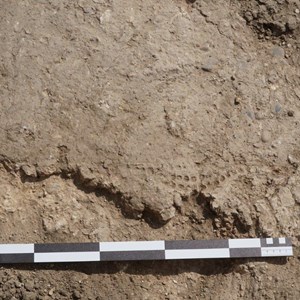 A big boot find in trench 1 – actually on a wall!