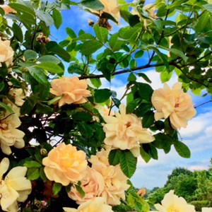 Moston Parish Council Moston in Bloom