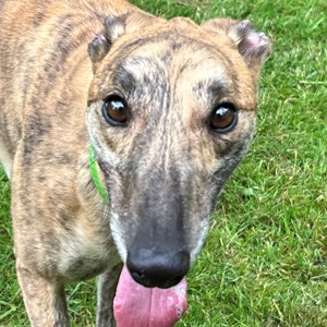 Greyhound Trust Shropshire & Borders Ninja