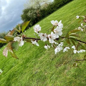 Asenby Parish Council The Community Park