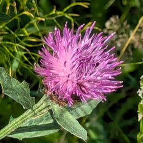 Field Scabious