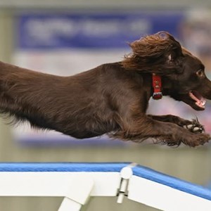 Winner Best Action Shot - Chilli