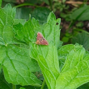 MINTING, GAUTBY & DISTRICT HERITAGE SOCIETY Local Fauna and Flora