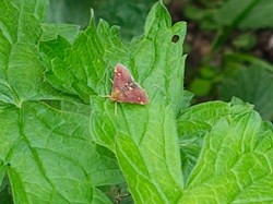 Mint Moth