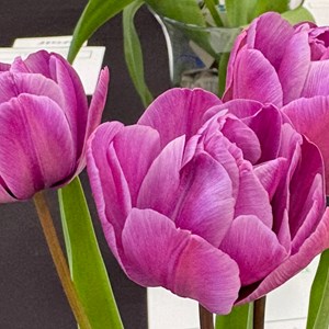 Mannings Heath & District Horticultural Society Photo Gallery