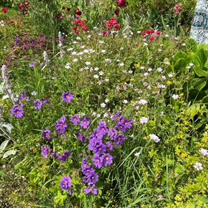 BETHERSDEN GARDENERS' SOCIETY Photo Gallery