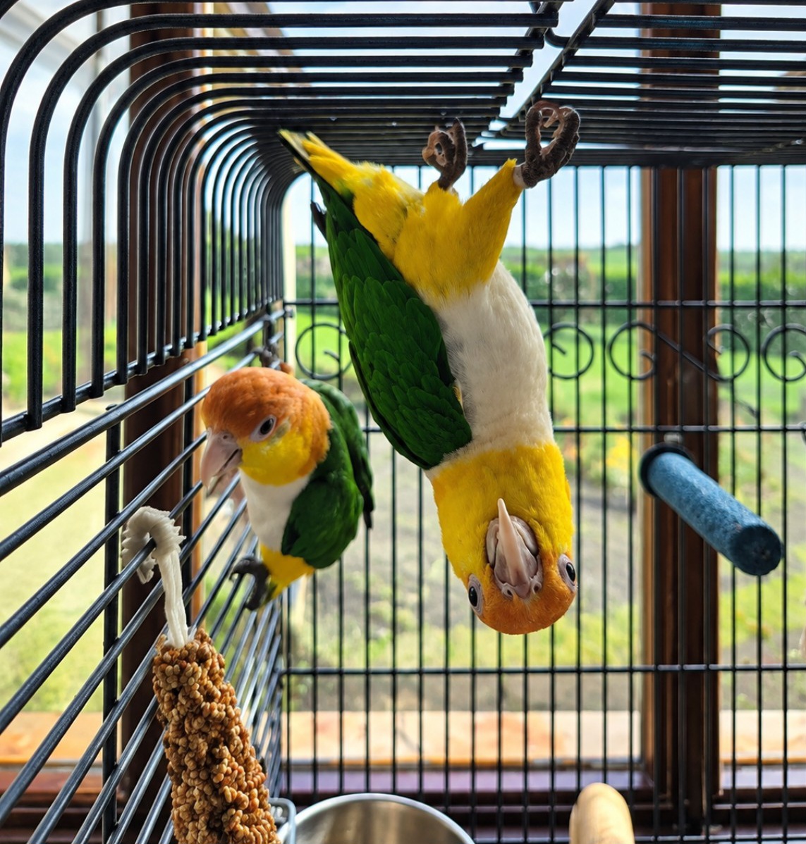 Ivy & Rio – full of personality, affection and plenty of mischief in their new home 🦜💕