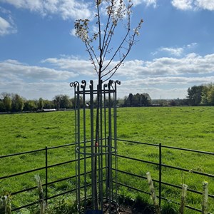 Meadow View Cemetery tree with guard