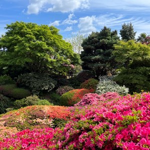 BETHERSDEN GARDENERS' SOCIETY Photo Gallery