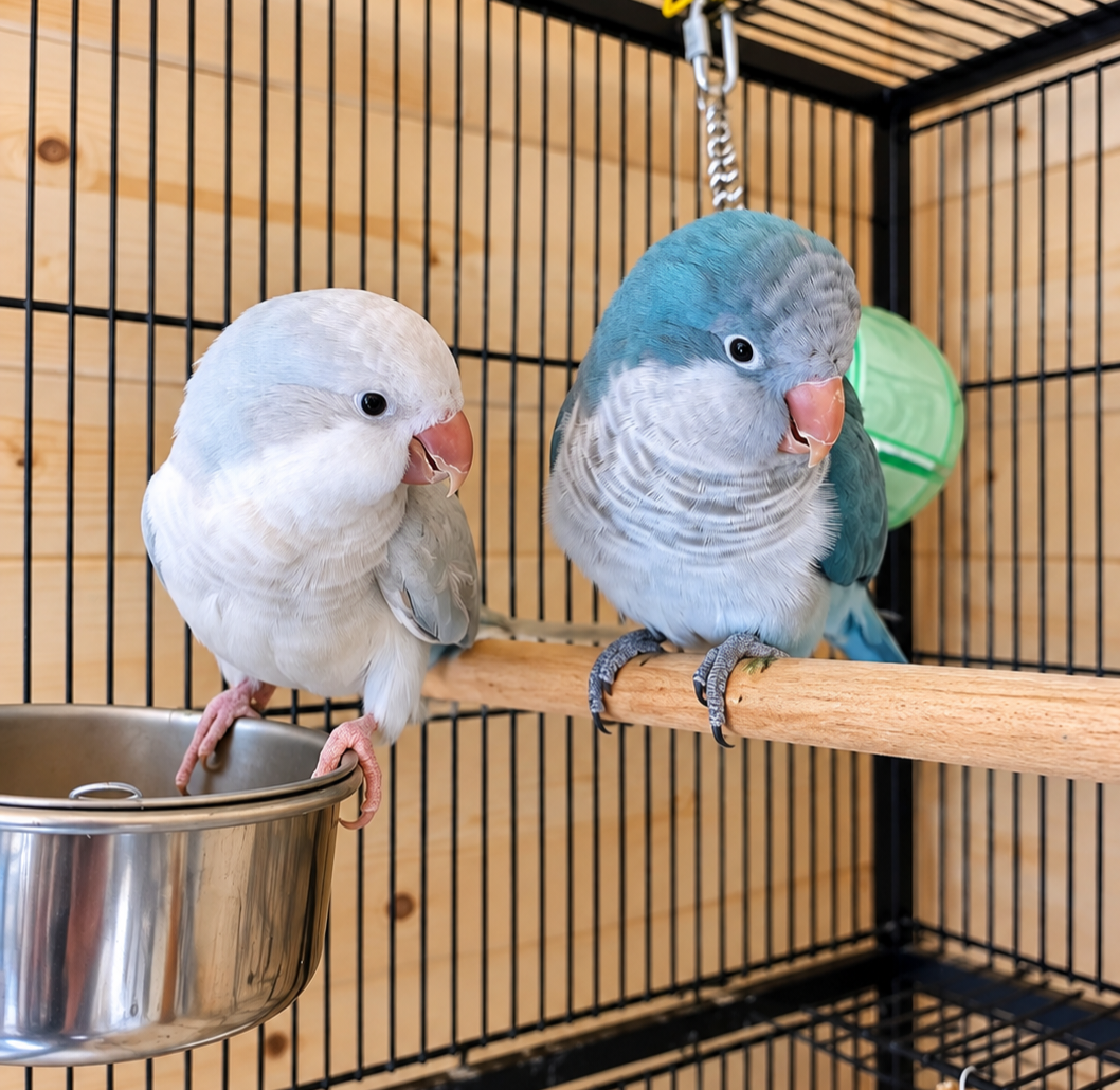 Reggie & Goose — Quaker Parrots | Available for Adoption Together