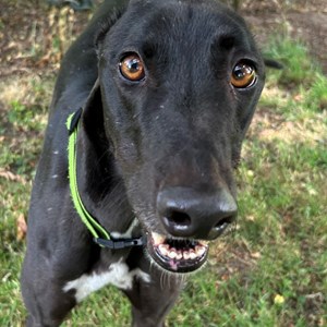 Jimbo - visit his page for more information.