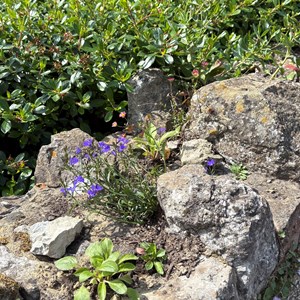 Planting on St Saviour's Church wall