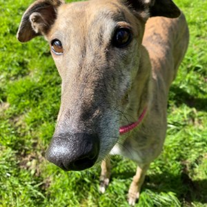 Greyhound Trust Shropshire & Borders Belle