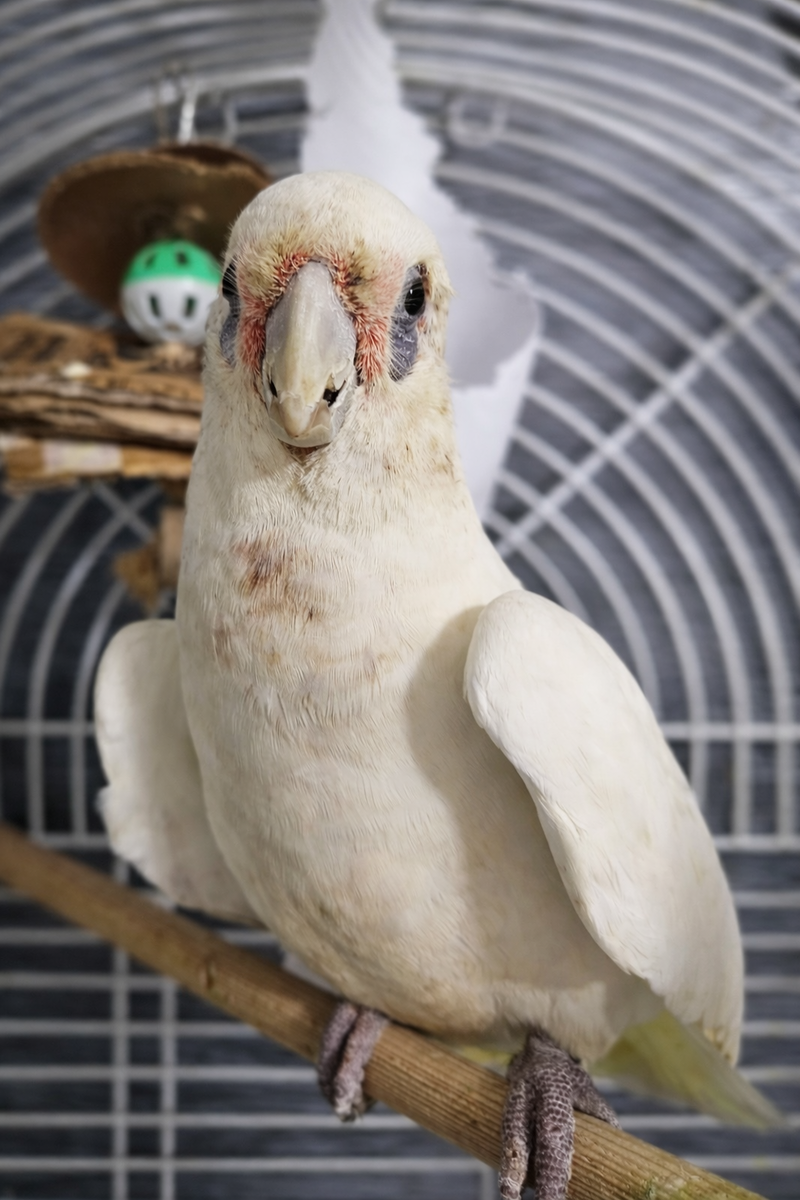 Maple—the little bird whose story inspired Northern Fenix Parrot Rescue