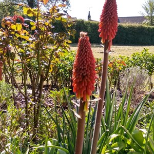 Gerry Kemsley: Kniphofia (Red Hot Poker) - This variety flowers earlier than most other Kniphofias.