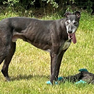 Greyhound Trust Shropshire & Borders Buddy  - in foster