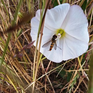 Pollinator - Phil Taylor