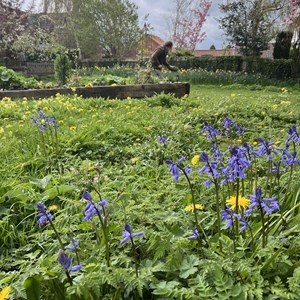 Collies in April - wildflowers (photo: Susan Isaac)