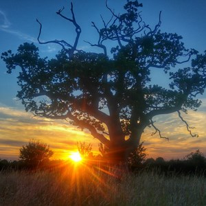 Gautby Oak