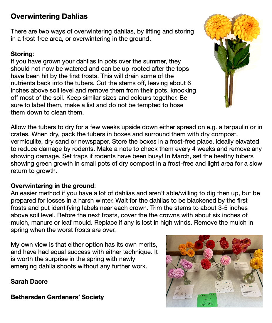BETHERSDEN GARDENERS' SOCIETY Overwintering Dahlias