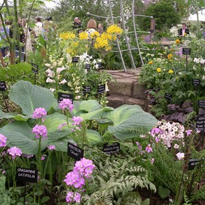 HPSNW display at Chelsea Flower Show