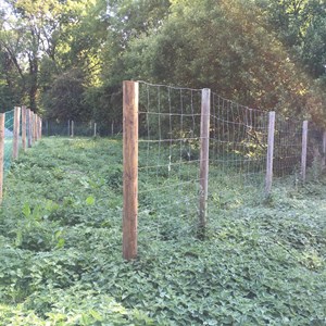 Open space between the watercress beds and the footpath from Bedfield Lane to Well House Lane, May 2017