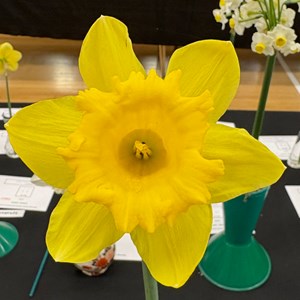 Mannings Heath & District Horticultural Society Photo Gallery