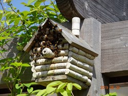 Bees in a birdbox!