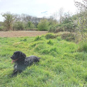 BMAT Walk Meadow