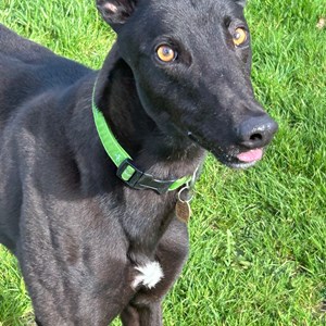Greyhound Trust Shropshire & Borders Bestie