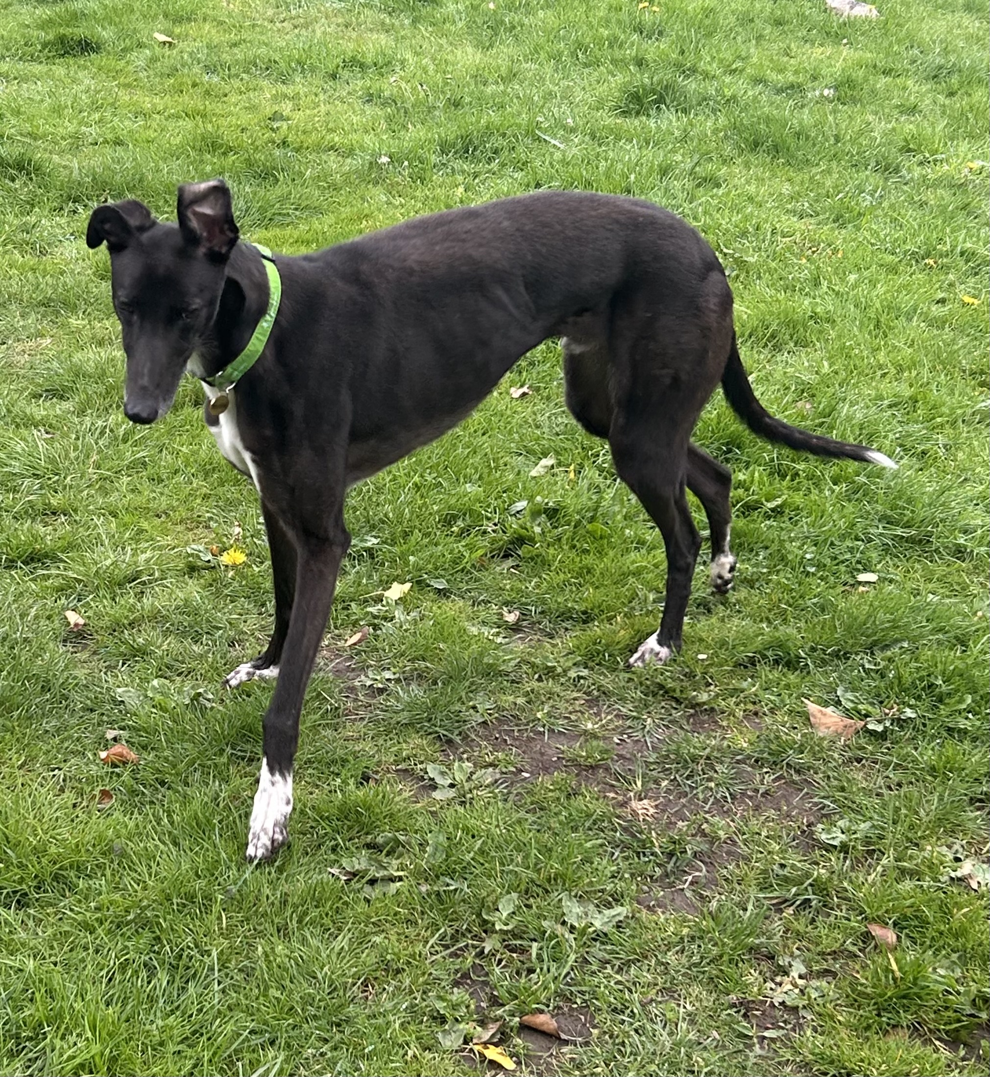 Greyhound Trust Shropshire & Borders Bentley