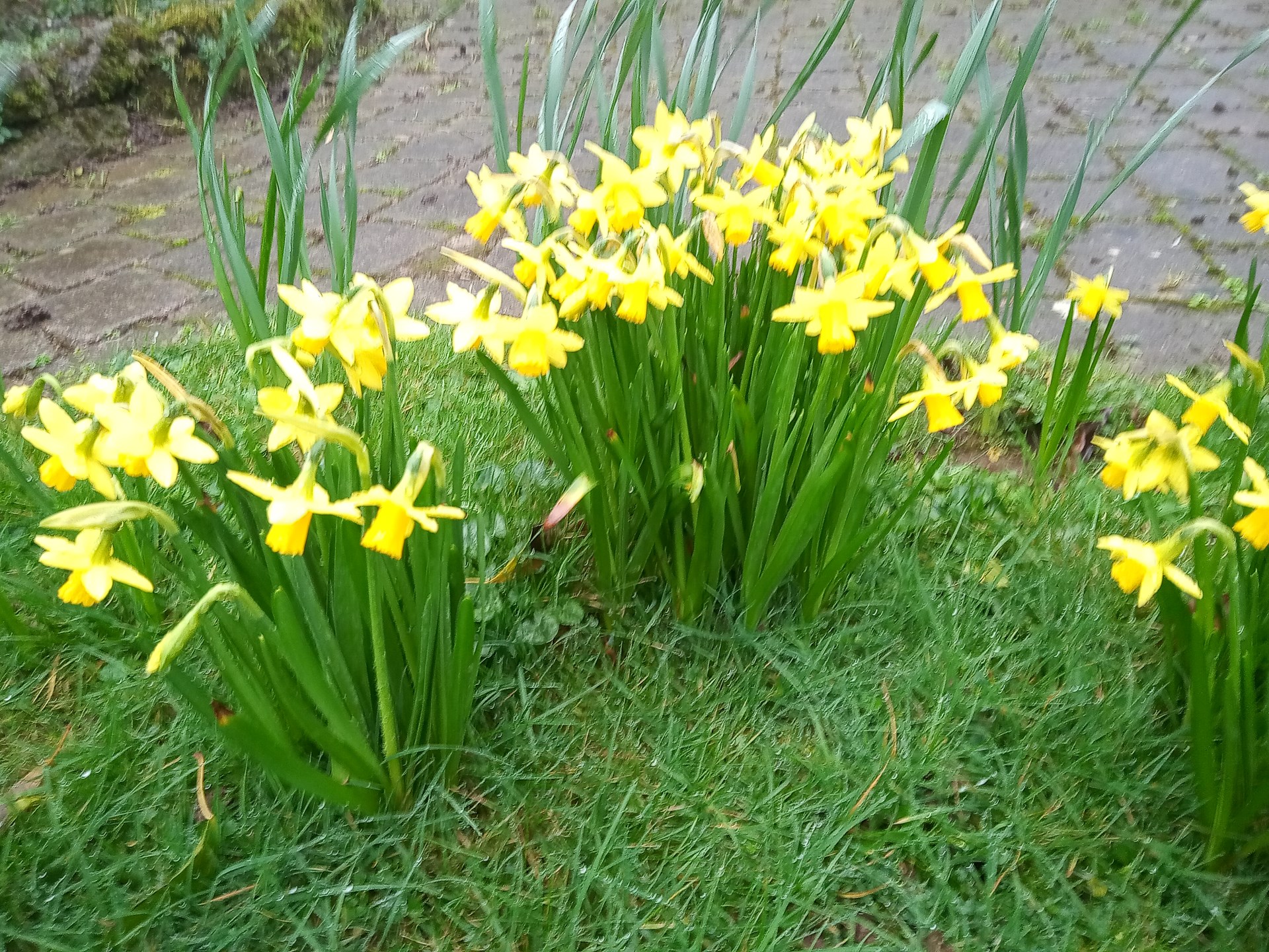 It is time for St David's Day  - and spring