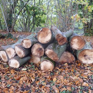 Log pile stacked for wildlife