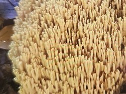 The Friends of Scarborough Valley Gardens Home