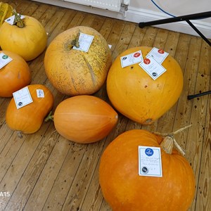 Big Pumpkins