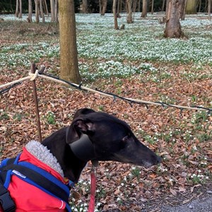 Greyhound Trust Shropshire & Borders Farah